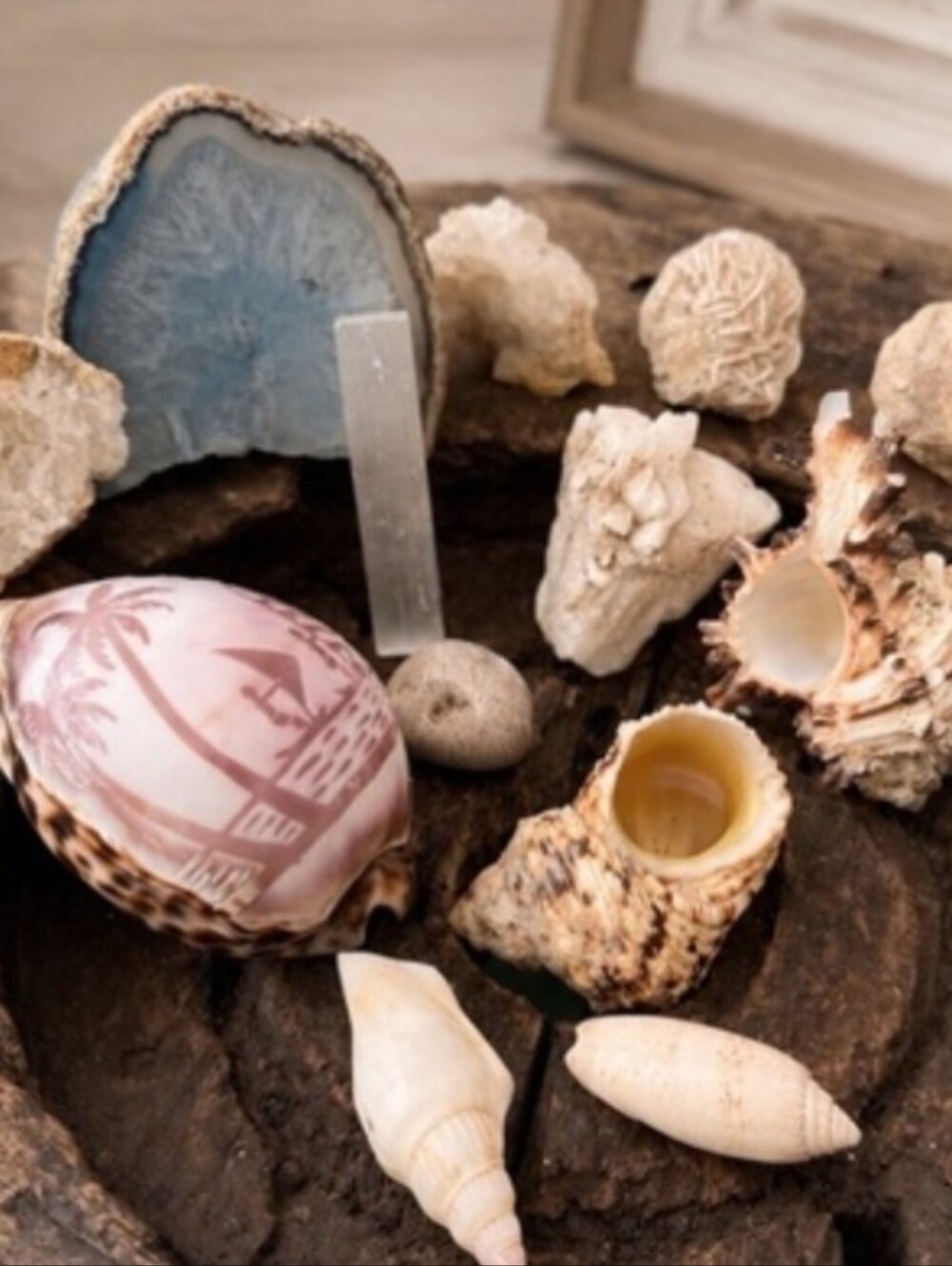 Nature's Art | Rocks | Minerals | SeaShells